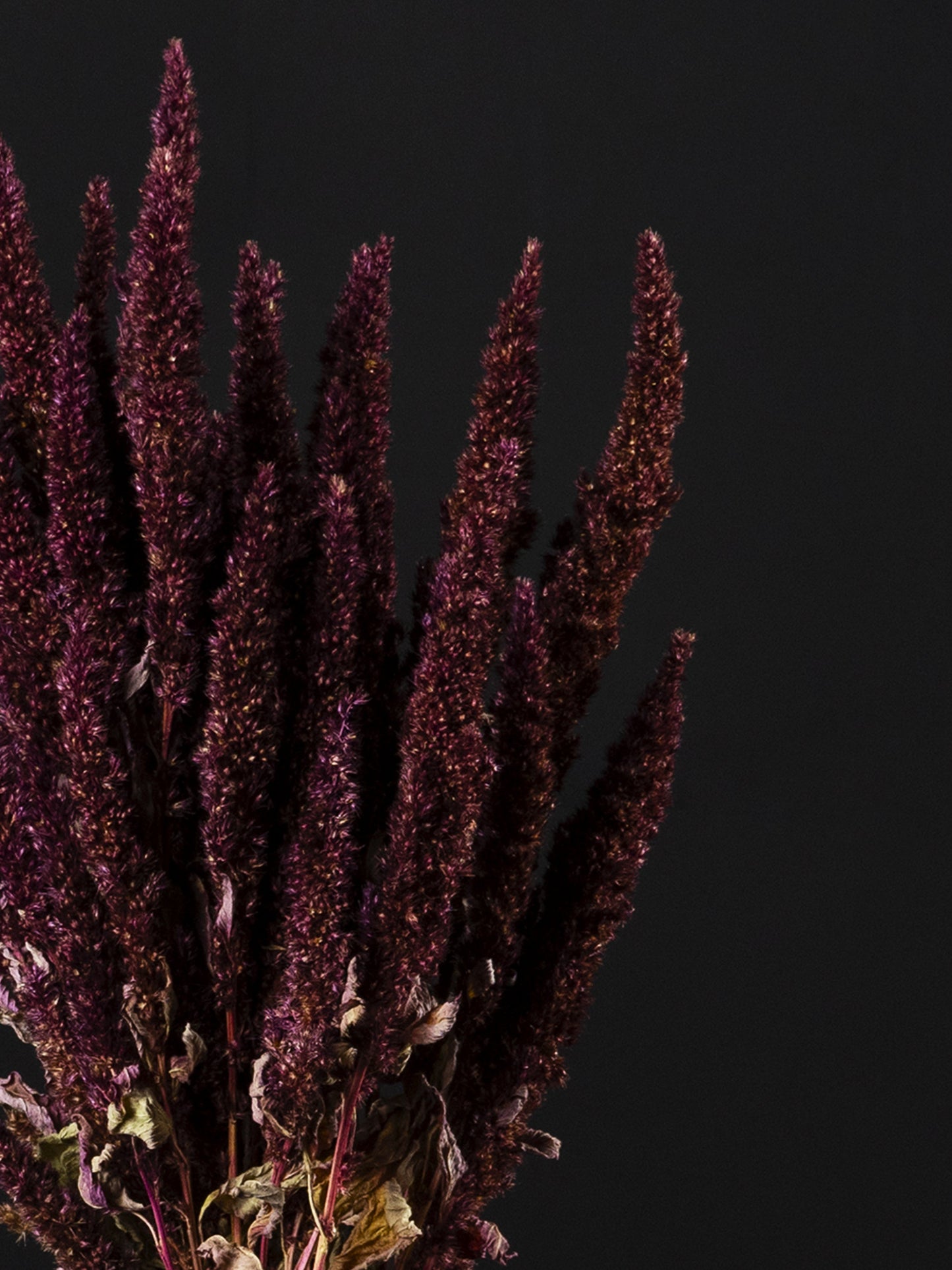 Amaranthus Preservada